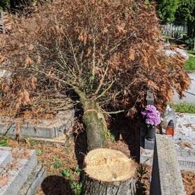 Výrub a orez stromov, rizikové pílenie, arboristika - 8