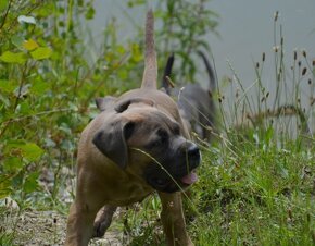 Cane Corso s PP (FCI) - 8