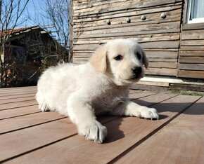 Darujem rozkošné šteniatka - mix špic / labrador - 8