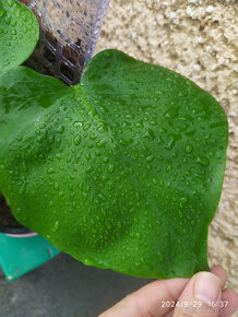 Monstera deliciosa5 - 8