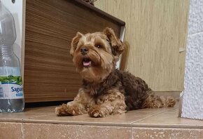 Yorkshire terrier - 8