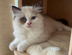 Mačiatko Ragdoll s PP - Daphne Snow Owls SK - 8