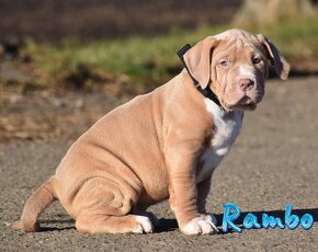 American Bully Xl - 8