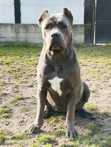 Cane Corso - 8