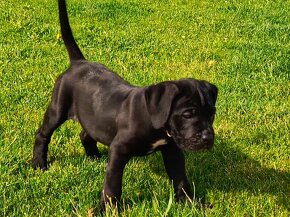 Cane Corso s PP - 8