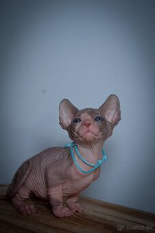 Kanadský Sphynx - 8