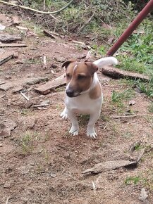 Jack Russell teriér - 8