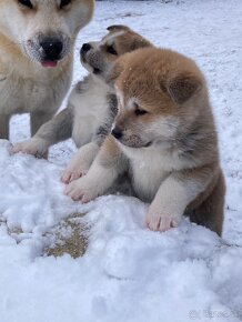 Akita inu - 8