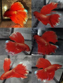 Betta Splendens -Bojovnica Pestrá - 8