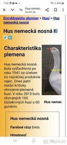 Nemecká nosná hus 4 mesačné - 8