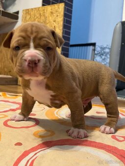 American bully - 8