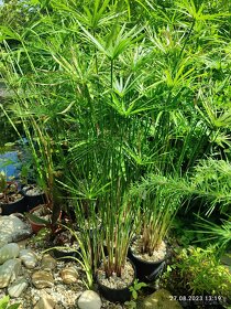 Šachor striedavolistý - Cyperus alternifolius - 8