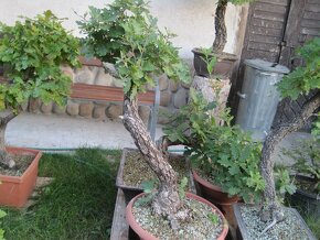 bonsai,bonsaj-DUBY - 8