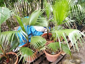 Washingtonia Robusta - rychlorastuca palma - 8