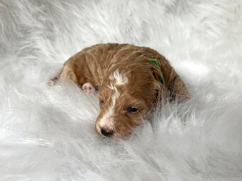 Maltipoo šteniatka,  pudel,  maltezák. - 8