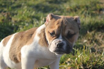 Exotic bully - 8