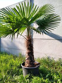 Mrazuvzdorne palmy Trachycarpus Fortunei na predaj - 8