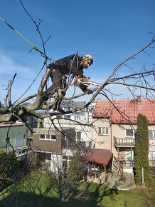 Výškové práce: pílenie stromov, natieračské, montážne - 8