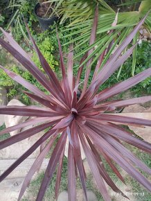 Cordyline Austrális Red star - 8