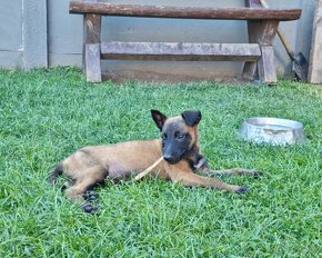 Belgický ovčiak Malinois - 8