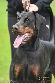 Doberman s PP - 8