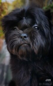 Shih Tzu (chlapec) - 8