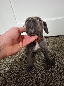 Cane Corso - 8