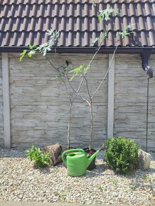 Figovniky (ficus carica) - Rodiace stromčeky - 8