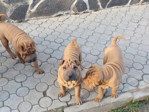 Shar-pei - 8