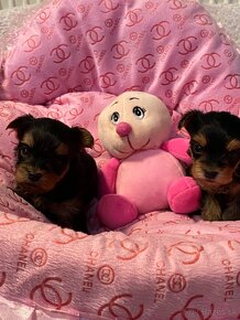 Mini Yorkshire Terrier, york, Yorkshire, Jorksir - 8