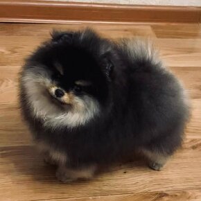 Pomeranian black - 8