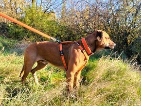 Darujem krásneho psa Bena - mix ridgeback - 8