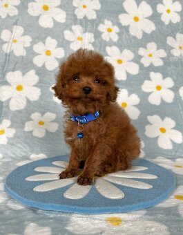 Toy pudel - toy pudlík - red toy poodle - 8