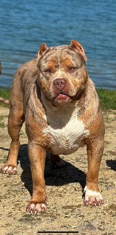 American bully xl, pitbull xxl merle tricolor - 8