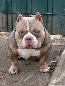 American Bully pocket - 8