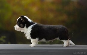 Welsh corgi cardigan steniata. - 8