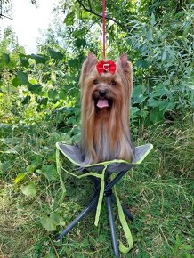 Jorkšírsky teriér, Yorkshire Terrier, Yorkshirsky Terrier - 8