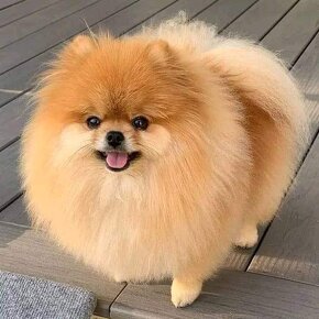 Pomeranian mini Boo - 8