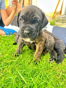 Cane corso - 8