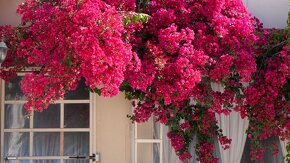 Bugenvilea (Bougainvillea) - 8