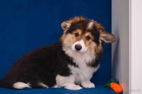 Welsh Corgi Pembroke - 8