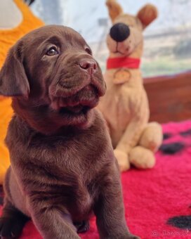 Labrador retriever -šteniatka s PP - 8