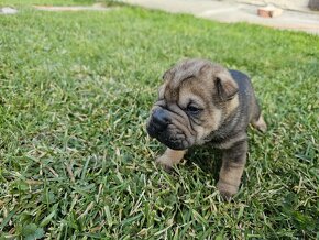 Shar-pei šteniatká - 8