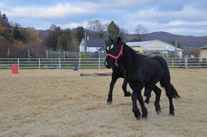 Kobyly na predaj - Percheron - 8