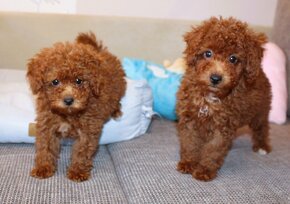 Toy pudla, Red Toy Poodle, Red Toy Pudel - 8