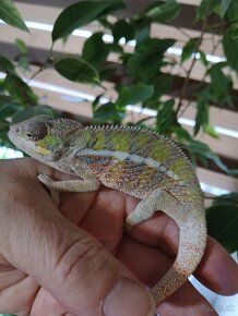 Chameleon Pardali najfarebnejši druh - 8