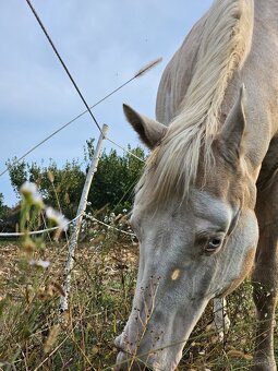 Paint horse APH pripúšťanie - 8