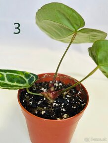 Anthurium clarinervium - 8