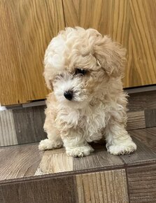 Maltipoo, maltipo - 8