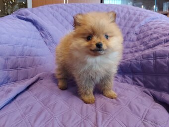 Špic, nemecký špic , oranžový špic, pomeranian - 8